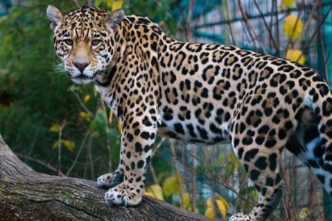 29 de abril, Día del animal en Argentina
