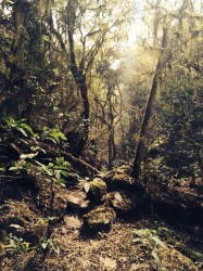 Las Yungas tucumanas