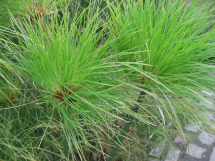 Italia, único lugar de Europa donde verás la planta del papiro