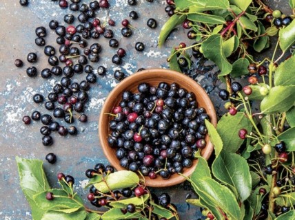 Maqui, el fruto curativo