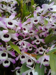 Primavera en Misiones