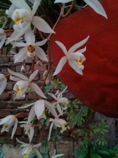 Orquídeas de la nonna