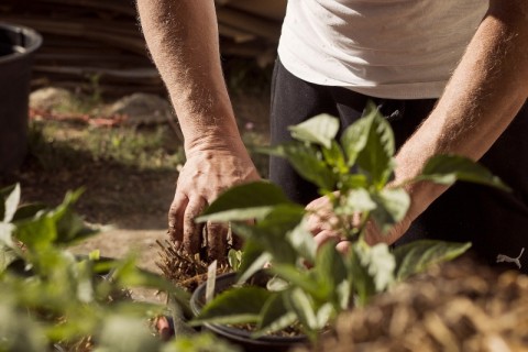 Hierbas italianas: plantalas en casa