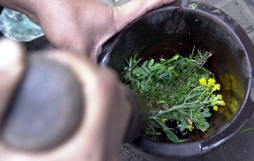 Hierbas medicinales del Paraguay, "Poha ñana"